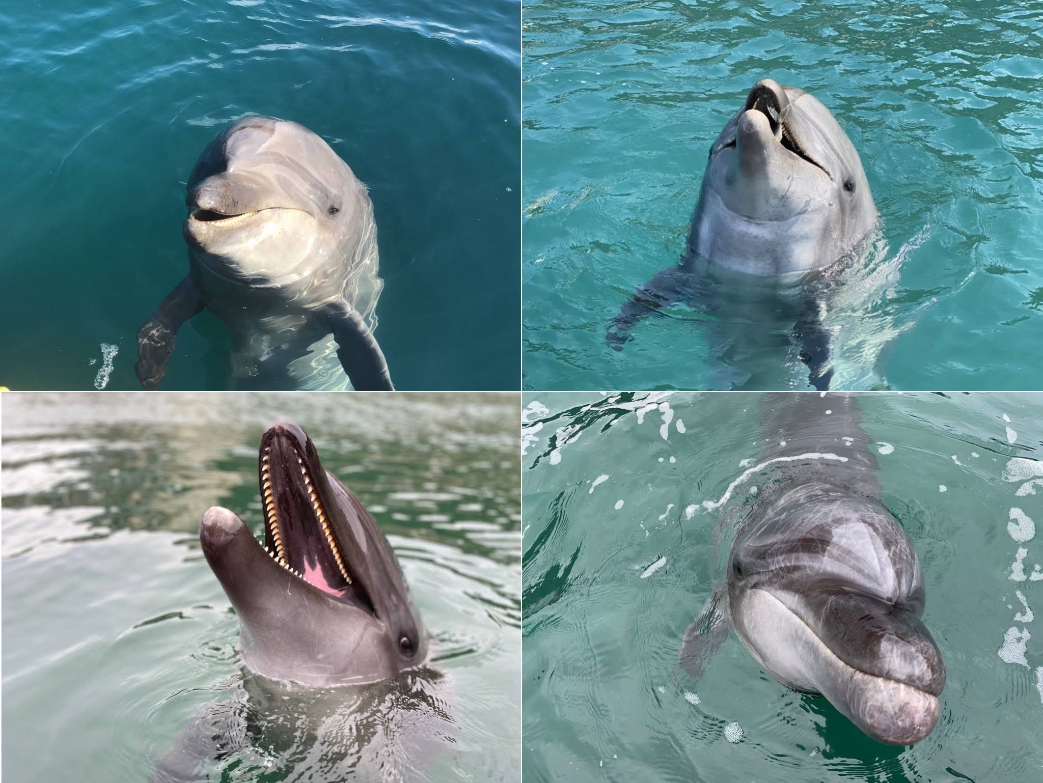 イルカもそれぞれ顔が違う 壱岐イルカパーク リゾート